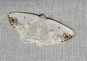 Phalène satinée (La) - Lomographa temerata © Jean Raillot - GRENHA