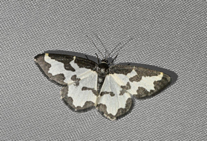 Bordure entrecoupée (La) - Lomaspilis marginata © Jean Raillot - GRENHA