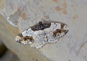Phalène du Fusain (La) -  Ligdia adustata © Jean Raillot - GRENHA