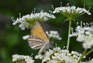 Phalène bordée (La) - Isturgia limbaria © Jean Raillot - GRENHA