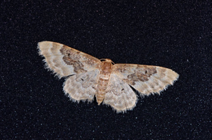 Acidalie campagnarde (L') - Idaea rusticata © Jean Raillot - GRENHA