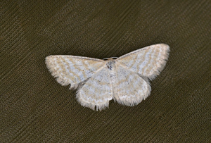 Acidalie disparate (L') -  Idaea pallidata © Jean Raillot - GRENHA