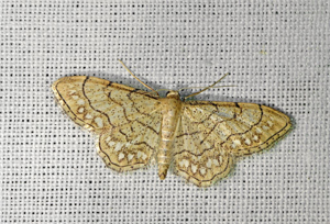 Coquille (La) - Idaea moniliata © Jean Raillot - GRENHA