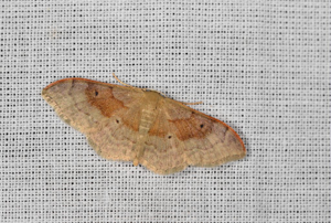 Acidalie dégénérée (L') Idaea degeneraria © Jean Raillot - GRENHA