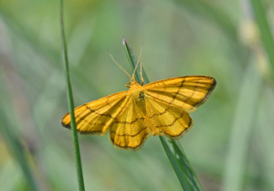 Acidalie des alpages (L') -  Idaea aureolaria © Jean Raillot - GRENHA