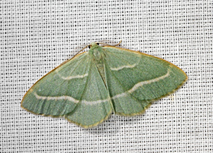 Métrocampe verte (La) -  Hylaea fasciaria © Jean Raillot - GRENHA