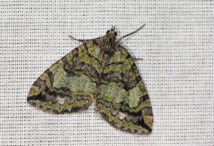Larentie lavée (La) Hydriomena furcata © Jean Raillot - GRENHA