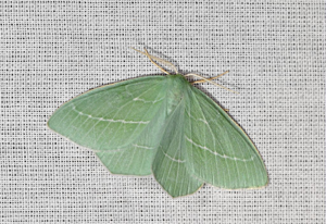 Hémithée printanière (L') - Hemistola chrysoprasaria © Jean Raillot - GRENHA