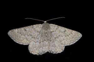 Gnophos trompée (La) - Gnophos obfuscata © Jean Raillot - GRENHA