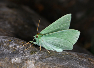 Grande Naïade (La) - Geometra papilionaria © Jean Raillot - GRENHA