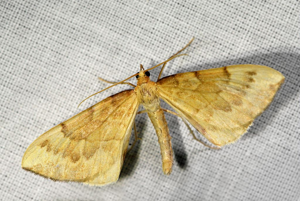 Gandaritis pyraliata © Jean Raillot - GRENHA