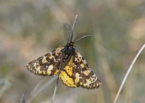Fidonie plumeuse (La) -  Eurranthis plummistaria - mâle © Jean Raillot - GRENHA