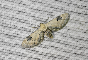 Eupithécie des Centaurées (L') - Eupithecia centaureata © Jean Raillot - GRENHA