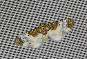 Eupithécie rouillée (L') - Eupithecia breviculata © Jean Raillot - GRENHA