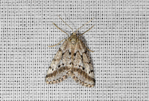 Gymnospile du Thym (La) - Eumannia oranaria © Jean Raillot - GRENHA
