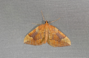 Cidarie du Peuplier (La)-  Eulithis populata © Jean Raillot - GRENHA