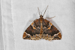 Cidarie du Prunier (La) - Eulithis prunata © Jean Raillot - GRENHA
