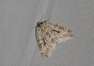 Epirrite automnale (L') - Epirrita autumnata © Jean Raillot - GRENHA