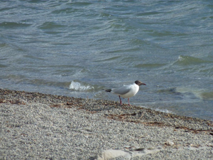 Mouette mélanocéphale © Cyril Coursier - Parc national des Ecrins