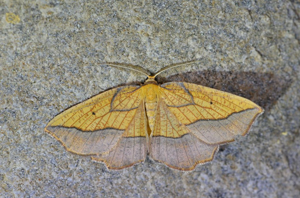 Epione marginée (L') Epione repandaria © Jean Raillot - GRENHA