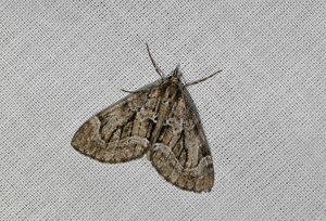 Lobophore du Genévrier (La) - Epilobophora sabinata © Jean Raillot - GRENHA