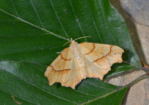 Ennomos du Chêne (L') - Ennomos quercinaria © Jean Raillot - GRENHA