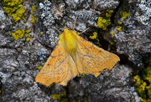 Ennomos du Tilleul (L') - Ennomos alniaria © Jean Raillot - GRENHA