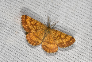 Phalène picotée (La) _ Ematurga atomaria © Jean Raillot - GRENHA