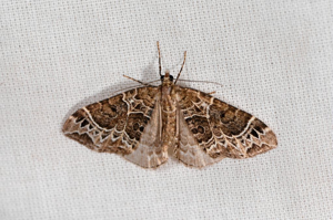 Cidarie ochracée (La) - Ecliptopera silaceata © Jean Raillot - GRENHA