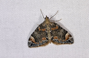 Cidarie de la Myrtille (La) - Dysstroma citrata © Jean Raillot - GRENHA