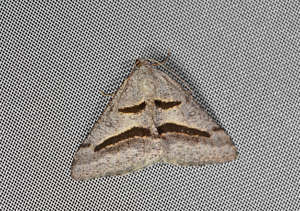 Philobie de Rippert (La) -  Digrammia rippertaria © Jean Raillot - GRENHA
