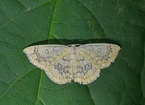 Ephyre omicron (L') - Cyclophora annularia © Jean Raillot - GRENHA