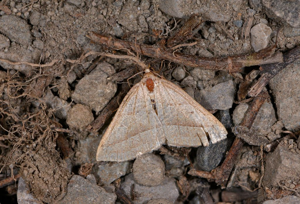 Phalène de l'Aquiline (La) - Petrophora chlorosata © Jean Raillot - GRENHA