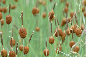 Petite massette - Typha minima © Mireille Coulon - Parc national des Ecrins