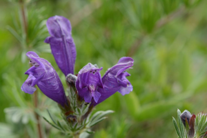 Dracocéphale d'Autriche - Dracocephalum austriacum © Bernard Nicollet - Parc national des Ecrins