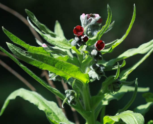 Cynoglosse officinale - Cynoglossum officinale © Cédric Dentant - Parc national des Ecrins