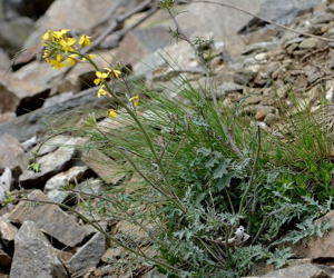 Fausse Giroflée - Coincya monensis subsp. cheiranthos © Bernard Nicollet - Parc national des Ecrins