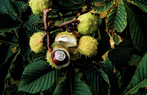 Marronnier d'Inde - fruits © Bernard Nicollet - Parc national des Ecrins
