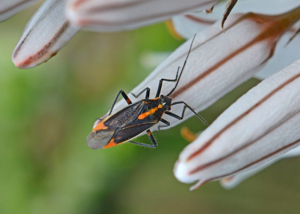 Capsodes flavomarginatus © Jean Raillot - GRENHA