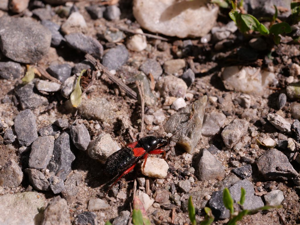 Prostemma guttula © Marie-Geneviève Nicolas - Parc national des Ecrins