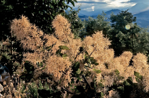 Arbre à perruque -  Cotinus coggygria © Bernard Nicollet - Parc national des Ecrins