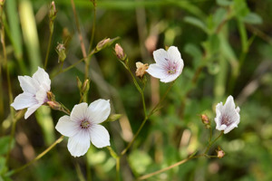 Lin à feuilles menues - Linum tenuifolium © Bernard Nicollet - Parc national des Ecrins