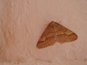 Hibernie hâtive (L') - Phigaliohybernia marginaria © Marie-Geneviève Nicolas - Parc national des Ecrins