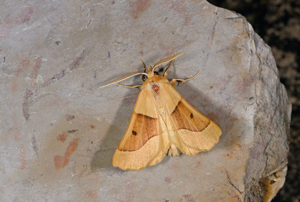 Phalène de la Mancienne (La) - Crocallis elinguaria - mâle © Jean Raillot - GRENHA