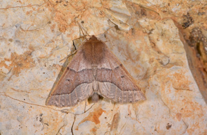 Crocalle du Prunellier (La) - Crocallis tusciaria © Jean Raillot - GRENHA