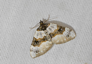 Lynx (Le) -  Cosmorhoe ocellata © Jean Raillot - GRENHA
