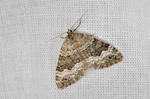 Cidarie olivette (La) -  Colostygia aptata © Jean Raillot - GRENHA