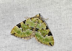 Cidarie verdâtre (La) - Colostygia pectinataria © Jean Raillot - GRENHA