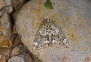 Cidarie à bandes vertes (La)-  Chloroclysta siterata © Jean Raillot - GRENHA