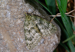 Cidarie fasciée (La) - Chloroclysta miata © Jean Raillot - GRENHA